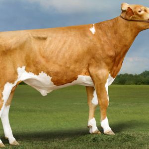 Nugent