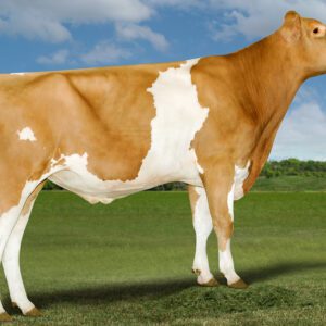 Velman